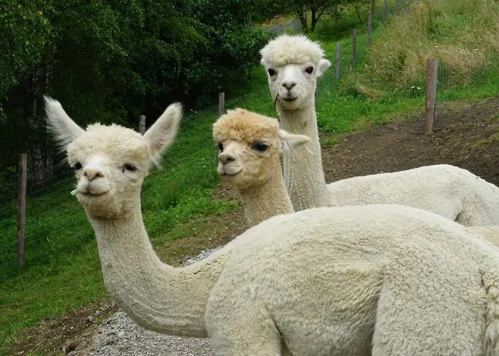 Vitalhof Am Kreischberg By Alps Appartement *